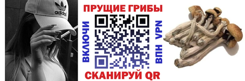 Галлюциногенные грибы Cubensis  где можно купить   kraken как войти  Коряжма 